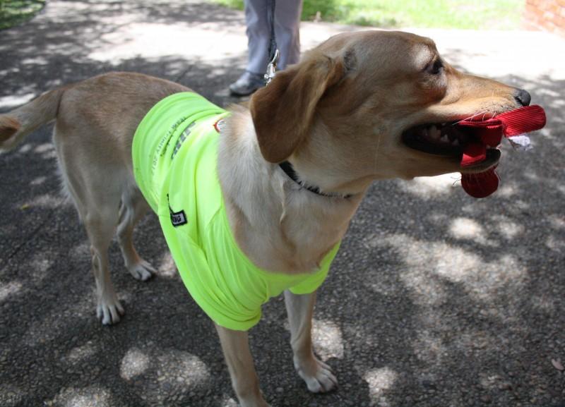 photo caption:Jurgens, clad in her Team Trinity shirt, gets ready for first year move in. Look for her campus and be sure not to pet her when sheâ€™s wearing her training badge or vest! Photo by Sarah Cooper