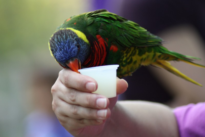 At the San Antonio Zoo you can do many things with your family including feeding these colorful Lories from your hand.