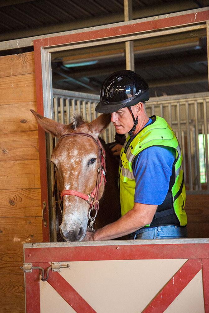 Jim Boelens, alumni sponsor of 2016, regularly visits the Fort Sam Houston Equestrian Center, to ride his mule, Scooter. Boelens is offering the opportunity to ride mules to all students.