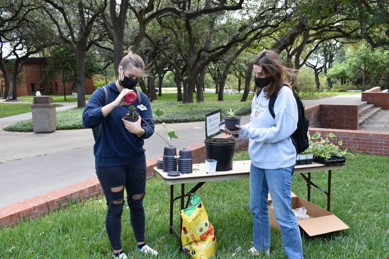 Trinity University and Spiritual Life had pop up planting on Friday October 16th outside the chapel; Person: Emma Ruchhoeft, Amanda Bratton Photo credit: Claire Sammons