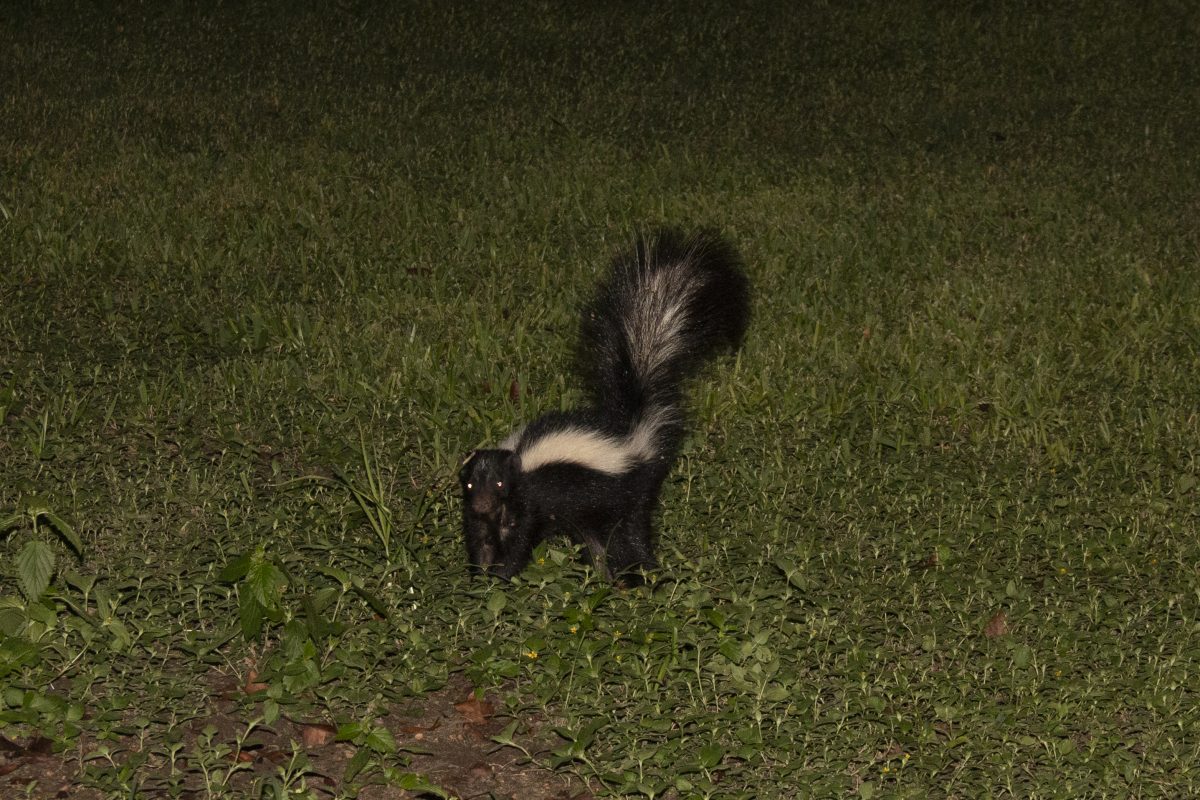 Skunk on campus near North and South