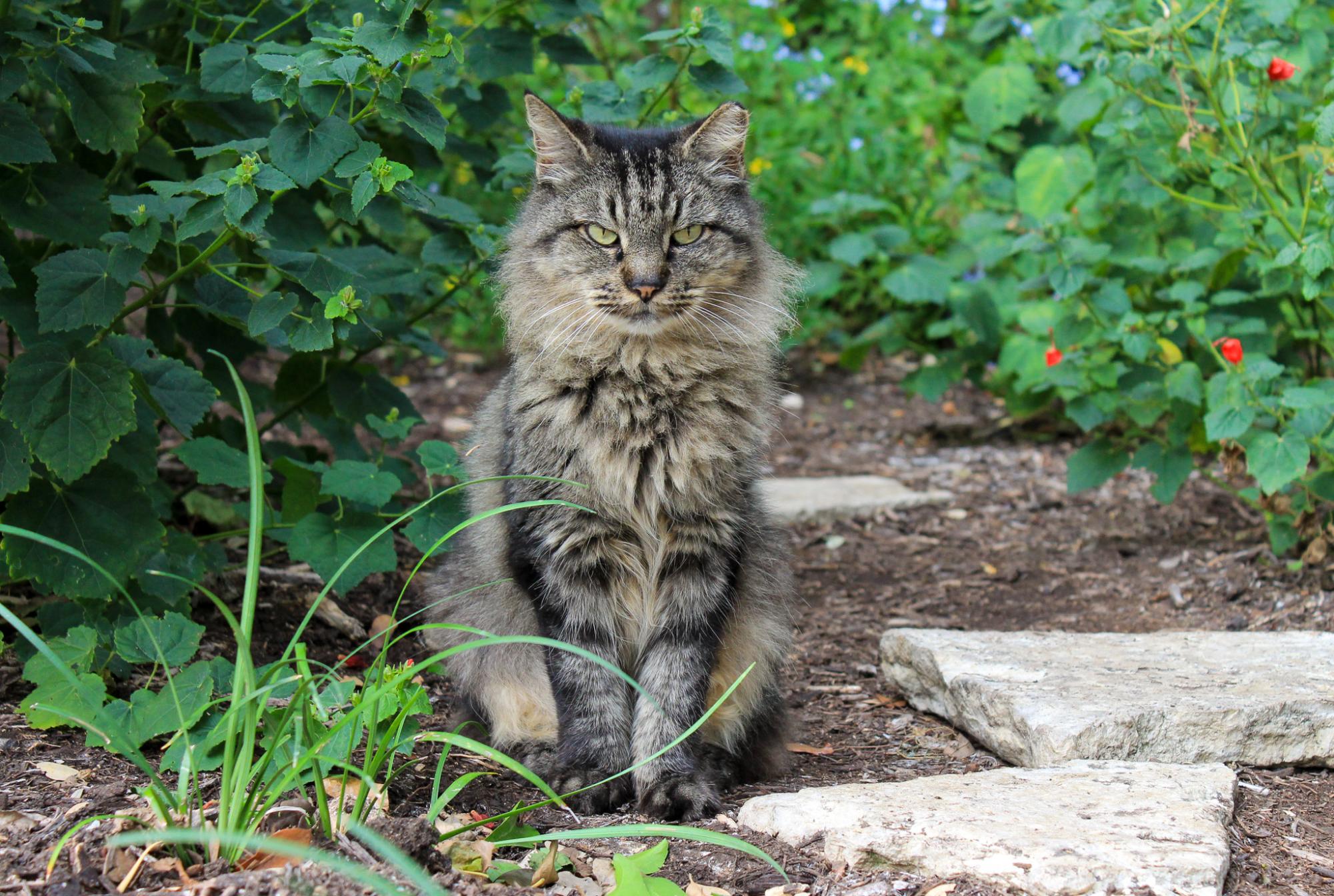 We shouldn't be glorifying outdoor cats